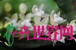  石仙桃 