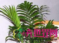 欧洲矮棕