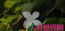 紫花山柰 