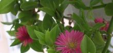 牡丹吊兰
