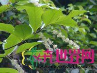 天料