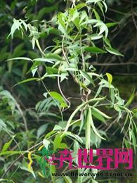 黑龙骨