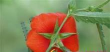 午时花
