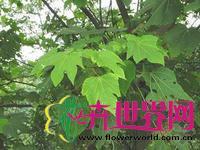 千年桐