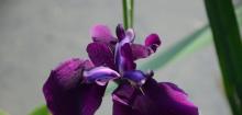 玉蝉花