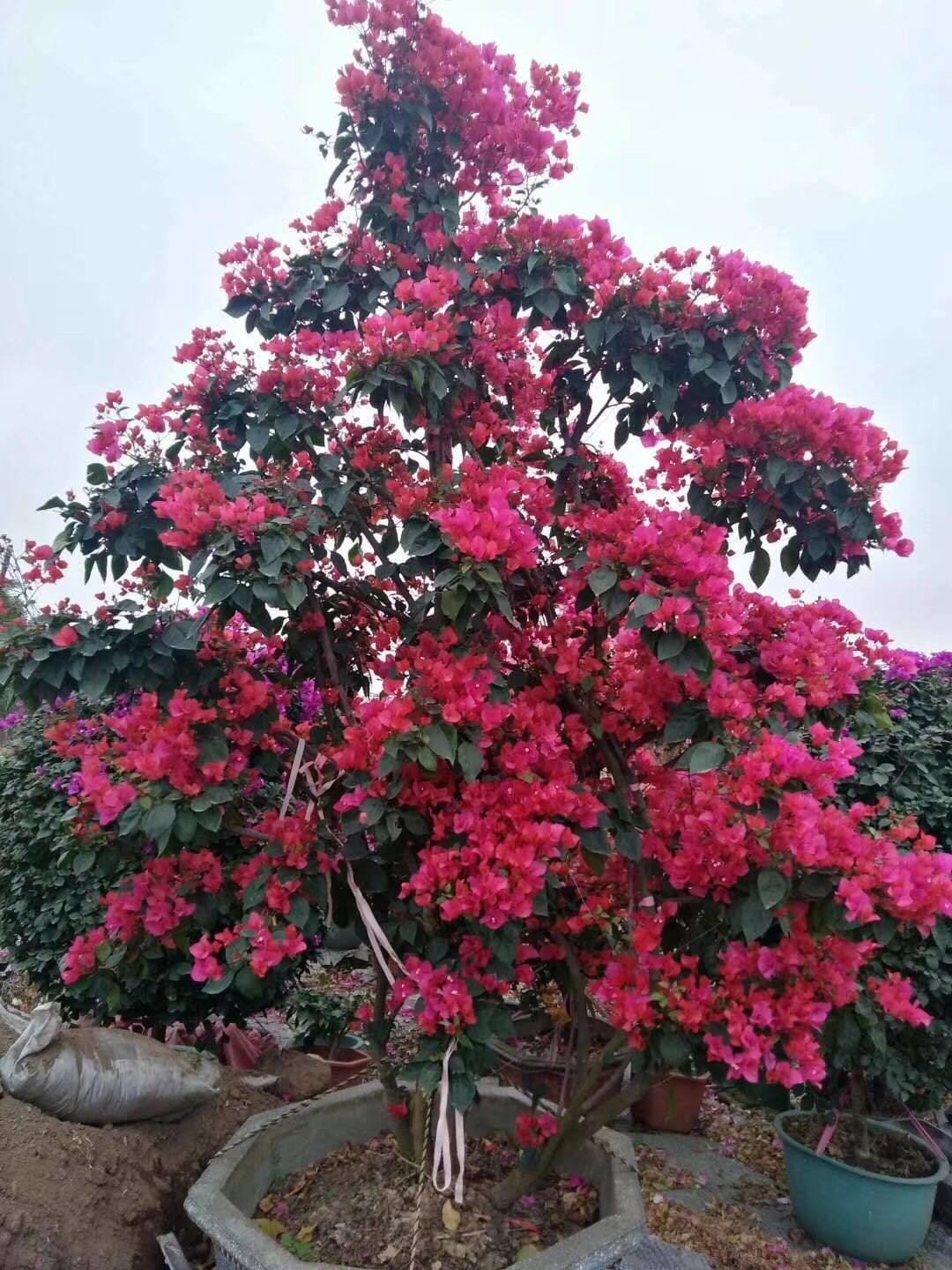 造型三角梅_古桩盆景_树状九重葛_叶子花价格_三叶花