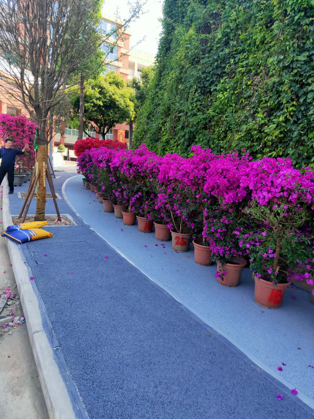 三角梅盆苗价格_叶子花种植基地_藤条三角梅_各种颜色三角梅 三角梅盆苗价格_叶子花种植基地_藤条三角梅_各种颜色三角梅