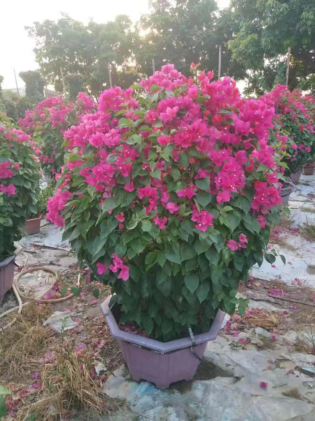 三角梅球批发价格_树形三角梅_三角梅绿篱_藤本_木本_五彩三角梅
