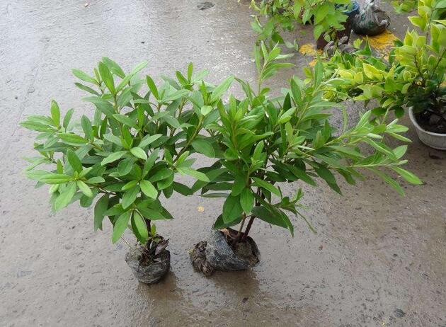 瑞艺花木场