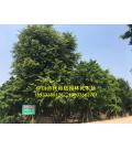 中山市民裕居园林花木场 中山市民裕居园林花木场