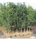 广东省佛山市陈村茂强花卉综合批发市场