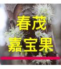 佛山市陈村花卉世界春茂园艺-嘉宝果