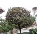 江门市新会区司前石步桂花种植场