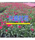 深圳市兴盛时花园艺场