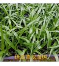 广州绿垦园艺有限公司-绿垦种苗