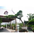 上海新东方银 杏园林绿化工程公司