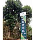广东省中山市古镇东晟苗圃场