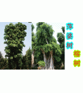 广东省佛山市陈村花卉世界绿盈园艺