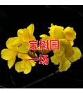 中山市宝树园一场