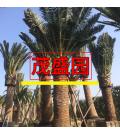佛山市顺德区陈村镇茂盛园