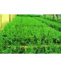 河南省茂盛苗圃