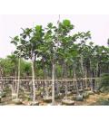 山东省郯城县风 华林银杏园林开发基地