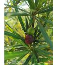 新兴县车岗镇松桂园种植中心