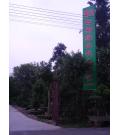 山东宏场银杏 苗木开发基地
