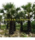 湛江麻章区花村苗木场 湛江麻章区花村苗木场