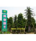 广东省中山市古镇科宏园艺