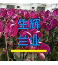 广州生辉园艺有限公司