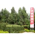 广东省佛山市顺德区李园春园艺