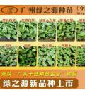 广州绿之源种苗