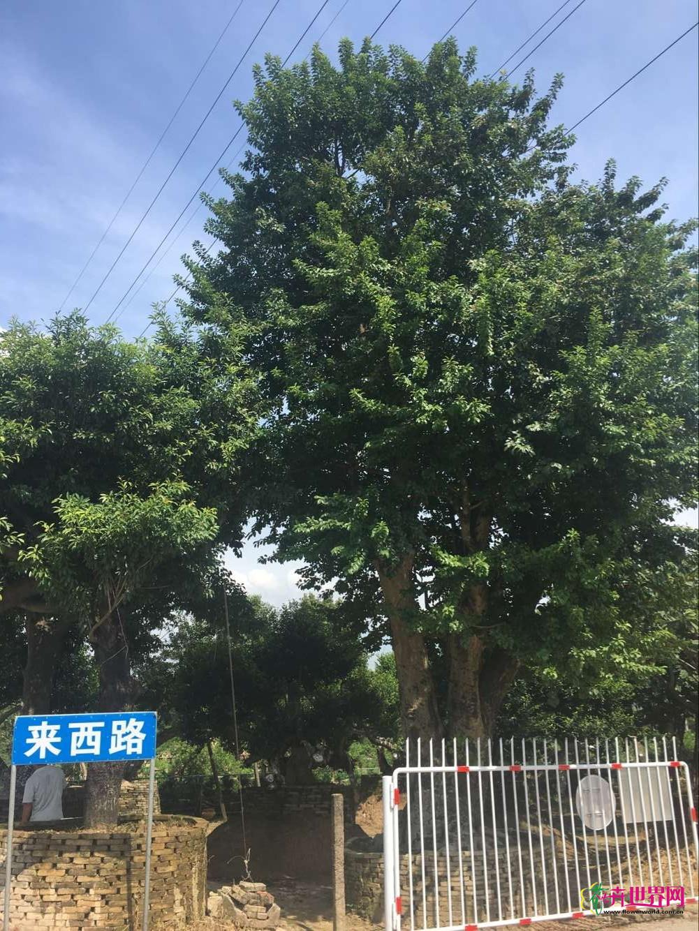 Image not found