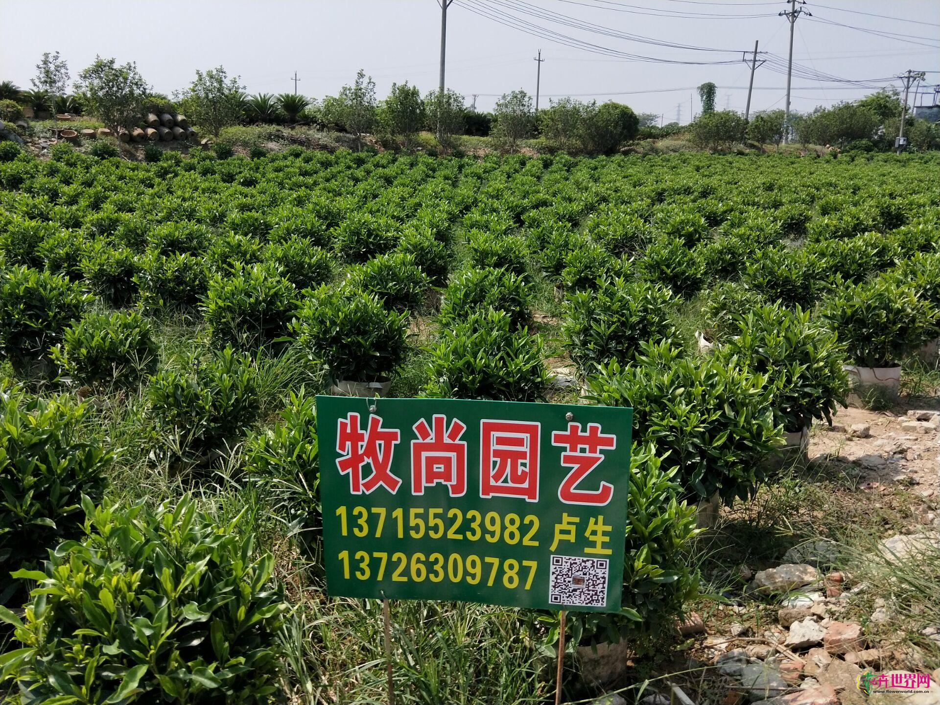Image not found