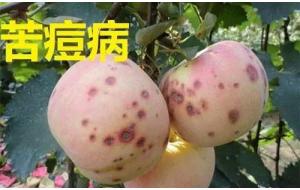 苹果补钙，方法选不对，不是瞎忙活么？