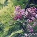 粉花山扁豆