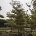 锦叶榄仁