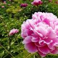 芍药/牡丹