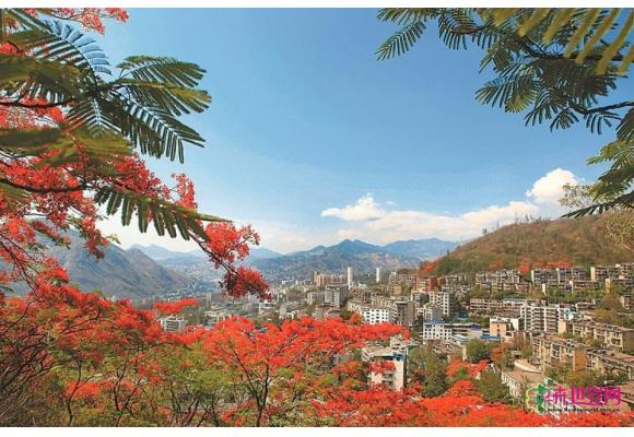 四川10万公顷凤凰树海尽展“丹凤之冠”之绚美