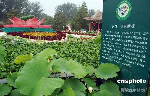 圆明园内荷花绽放 喜迎北京奥运（图）