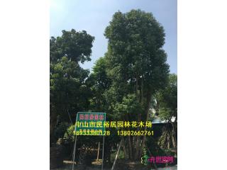 多杆香樟