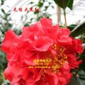 茶花  毛缘大黑红