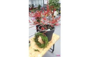 个性花卉成新年花市“黑马”