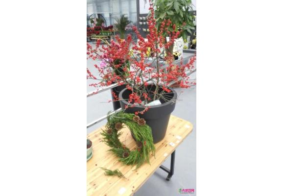 个性花卉成新年花市“黑马” 个性花卉成新年花市“黑马”