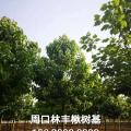 楸树