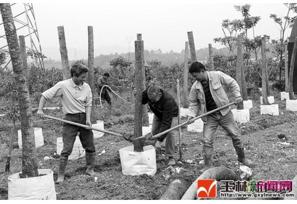 广西容县：观赏花木拓宽农民“钱途” 