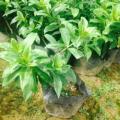 狗牙花