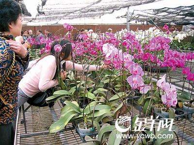 收益率超过黄金　投资蝴蝶兰铁定只赚不赔