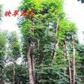 多宝树